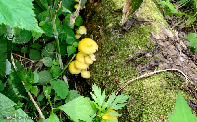 島根県美郷町のふるさと納税 養毛剤　美郷の雫（みさとのしずく）1本（100ml）