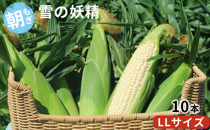ykCxǖsz2026N st kC xǖY gh zCgR[u̗dv10{ LLTCY (EGm_ xǖ) Ƃ낱 Ƃ R[  VN Â W[V[ 蕨 Mtg Y  ӂ