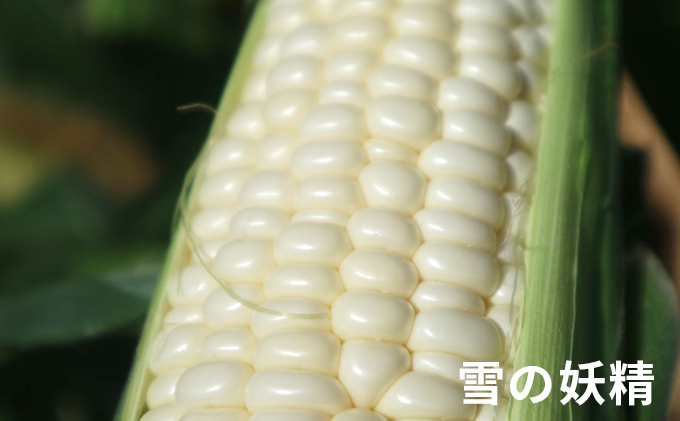 ＜2026年発送 先行受付＞ 北海道 富良野産 “朝もぎ” ホワイトコーン「雪の妖精」10本 LLサイズ (ウエノ農園 富良野) とうもろこし とうきび コーン 野菜 新鮮 甘い ジューシー 贈り物 ギフト 道産 直送 ふらの