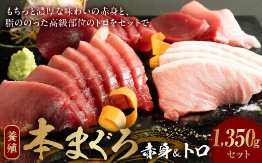 【和歌山県有田郡湯浅町】AZ6020_本マグロ (養殖) 赤身 & トロ セット 1350g