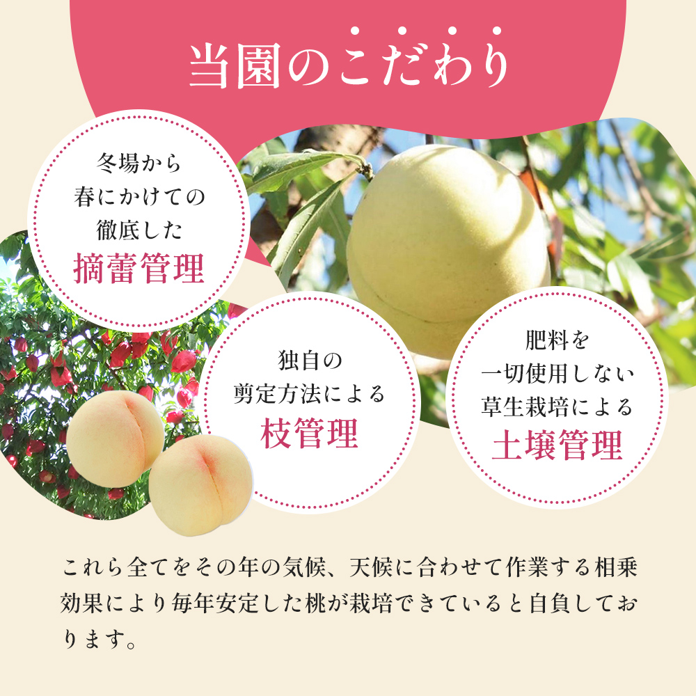 桃 2026年 先行予約 清水 白桃 をお届け！約3.0kg 9～12玉 糖度センサー選果 糖度12度以上 もも モモ 岡山県 赤磐市産 国産 フルーツ あみかフルーツ 