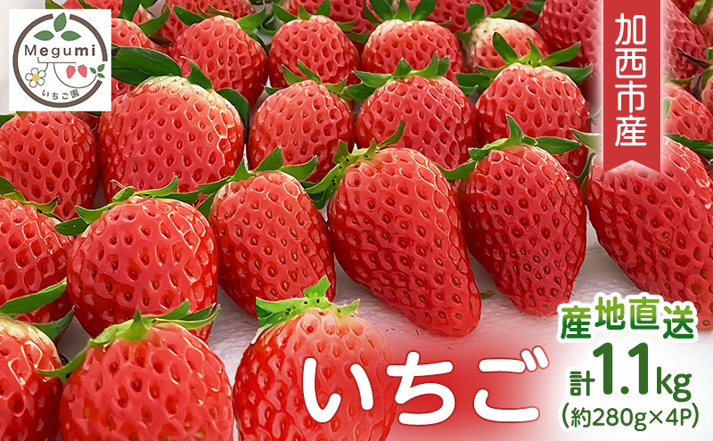 �y���Ɍ������s�z�������@4�p�b�N ���Ɍ� �����s �ʕ��� � �C�`�S �ʕ��l���� �t���[�c