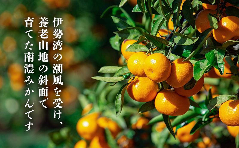 南濃みかん10kg みかん  果物類 柑橘類 ミカン フルーツ 
