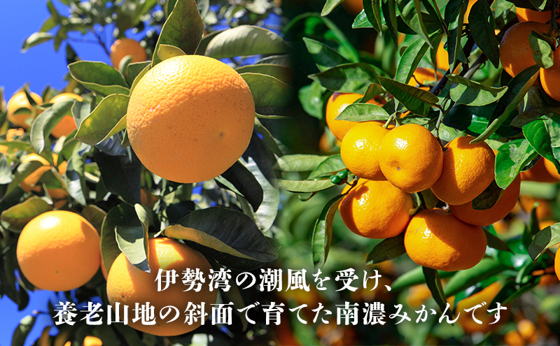南濃みかんと八朔セット 10kg みかん 八朔 みかん はっさく 果物類