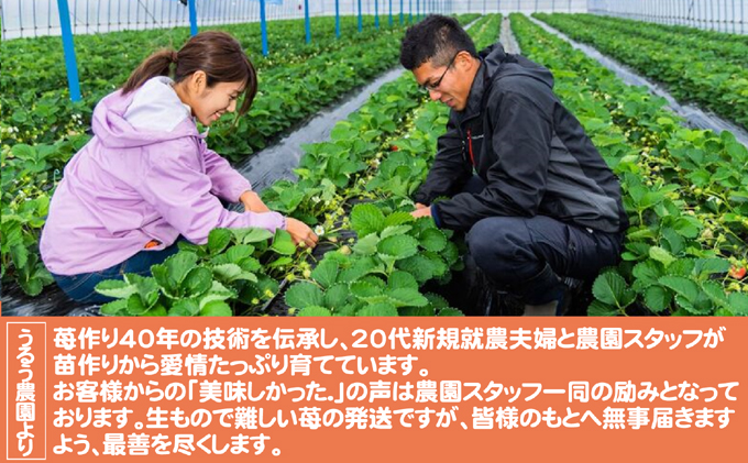 いちご あまおう サイズ いろいろ 3パック（約855g）朝倉限定 イチゴ 苺 果物 フルーツ 配送不可：離島 