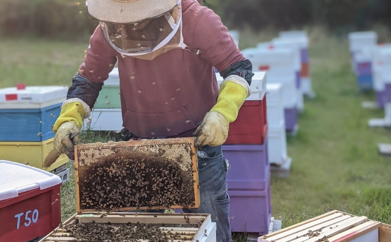 合計600g 天然蜂蜜 国産蜂蜜 非加熱 生はちみつ 岐阜県 美濃市産 味比べ 蜂蜜300g入りピタッとボトル2本セットC5 深田養蜂のハチミツ