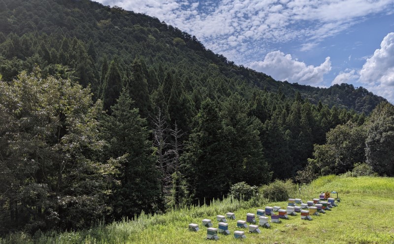合計1060g 天然蜂蜜 国産蜂蜜 非加熱 生はちみつ 岐阜県 美濃市産 味比べセット (蜂蜜230g入りガラス瓶各2本、蜂蜜300g入りピタッとボトル各2本)C7 深田養蜂のハチミツ