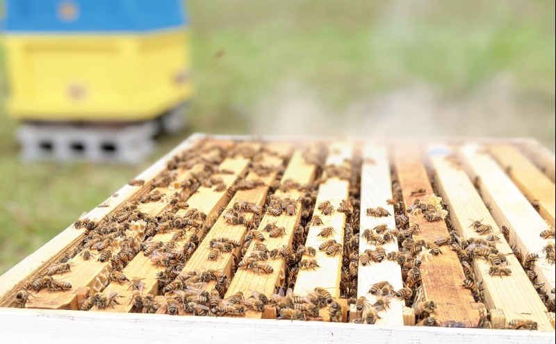 合計300g 桐と藤　天然蜂蜜　百花蜜　国産蜂蜜　非加熱　生はちみつ 岐阜県産 合計300g 桐と藤 天然蜂蜜 百花蜜 国産蜂蜜 非加熱 生はちみつ 岐阜