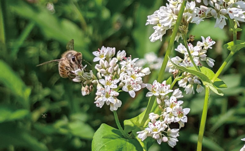 合計2400g 天然蜂蜜 国産蜂蜜 非加熱 生はちみつ 岐阜県 美濃市産 春 (蜂蜜600g入りガラス瓶4本)A8 深田養蜂のハチミツ