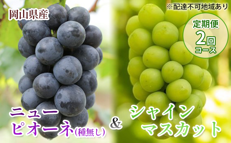 �y���R���������z�y 2026�N ��s�\�� �z���R���Y �j���[�s�I�[�l �� �V���C���}�X�J�b�g �i���ƒ�p�j����� 2�� �R�[�X�s2026�N9��-10���o�ׁt ���R���Y �t���[�c �ʕ� ���ʌ��� ������