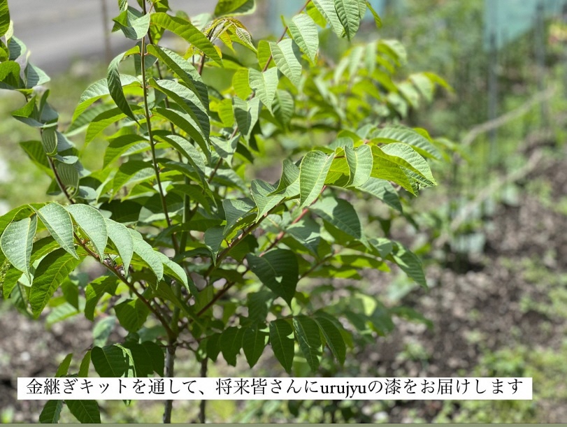 金継ぎキット urujyu' s kintsugi SEED 金継ぎ キット スターターセット 自然素材 テキスト 漆 純金 純銀 20種 セット 詰め合わせ 食器 お直し 物づくり 工作 仕上げ 京都 