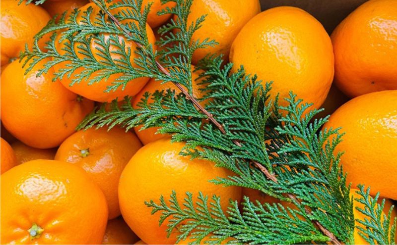 こたつみかん　約5kg（サイズいろいろ・ワケあり品）【配達不可地域あり】 果物類 柑橘類