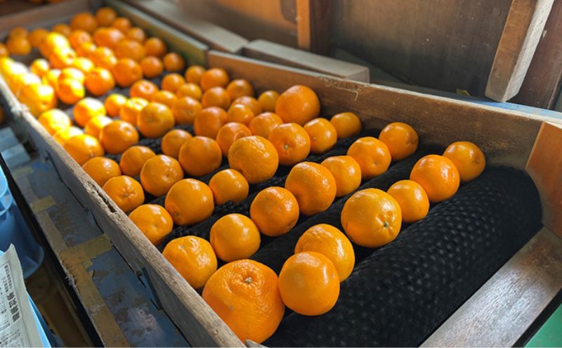 こたつみかん　約5kg（サイズいろいろ・詰め合わせ）【配達不可地域あり】 果物類 柑橘類 