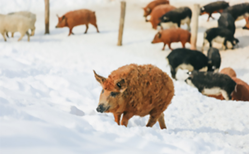 国宝・十勝ロイヤルマンガリッツァ豚 塩しゃぶしゃぶ バラ400g 北海道 幕別町 【 豚肉 豚 しゃぶしゃぶ 塩 湖塩 冷凍 生 】 お肉 しゃぶしゃぶ用 鍋物 とろけるよう ヘルシー 上品な脂 丸勝十勝ヒルズ