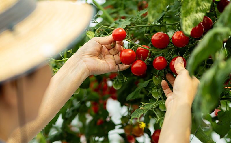 完熟しすぎちゃったミニトマトジュース　180ml×4本 野菜飲料 野菜ジュース 飲み物 ドリンク 飲料 緑黄色野菜 赤い野菜 ベジタブル 