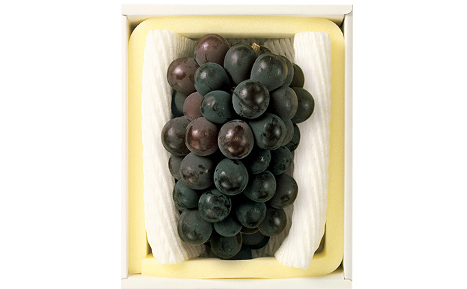 ぶどう 2026年 先行予約 ニュー ピオーネ 1房 600g以上 ブドウ 葡萄  岡山県産 国産 フルーツ 果物 ギフト 環山堂 