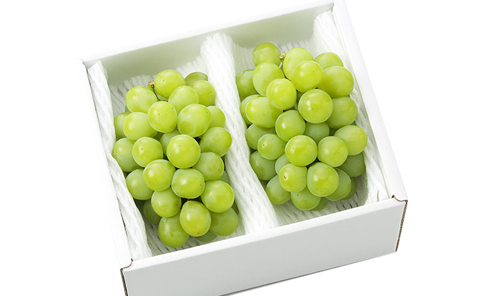 ぶどう 2026年 先行予約 マスカット・オブ・アレキサンドリア 2～3房 合計1.0kg以上 マスカット ブドウ 葡萄  岡山県産 国産 フルーツ 果物 ギフト 環山堂 