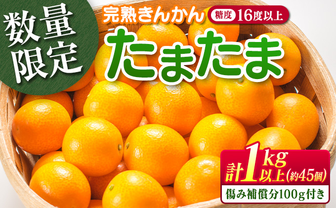 糖度16度以上 数量限定 完熟 きんかん 