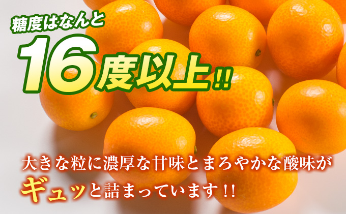 宮崎県日南市のふるさと納税 糖度16度以上 数量限定 完熟 きんかん たまたま 計1kg以上 傷み補償分入り 宮崎 期間限定 フルーツ 果物 くだもの ブランド 金柑 柑橘 令和8年発送 化粧箱入り 国産 食品 人気 おすすめ ギフト 贈り物 贈答 ご褒美 お祝い おすそ分け 日南市 送料無料_B215-23