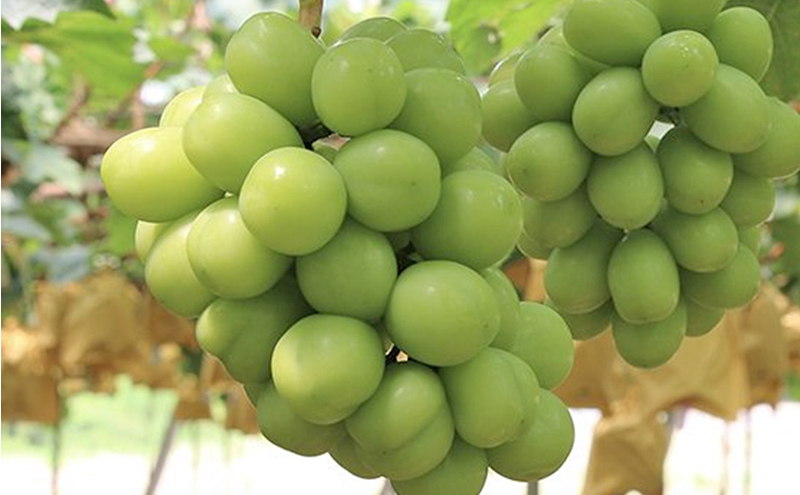 早期受付 シャイン マスカット 2房（1房650g以上） 桃茂実苑 