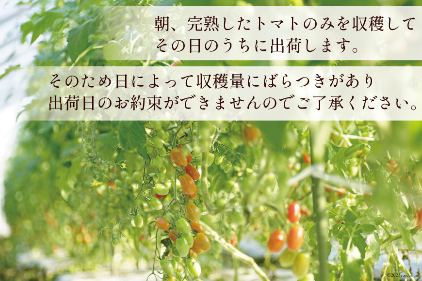 長崎県島原市のふるさと納税 BA001 全国にファンがいる高級フルーツトマト アイコ どっさり！3kg [トマト フルーツトマト 3キロ 山口農園 長崎県 島原市]