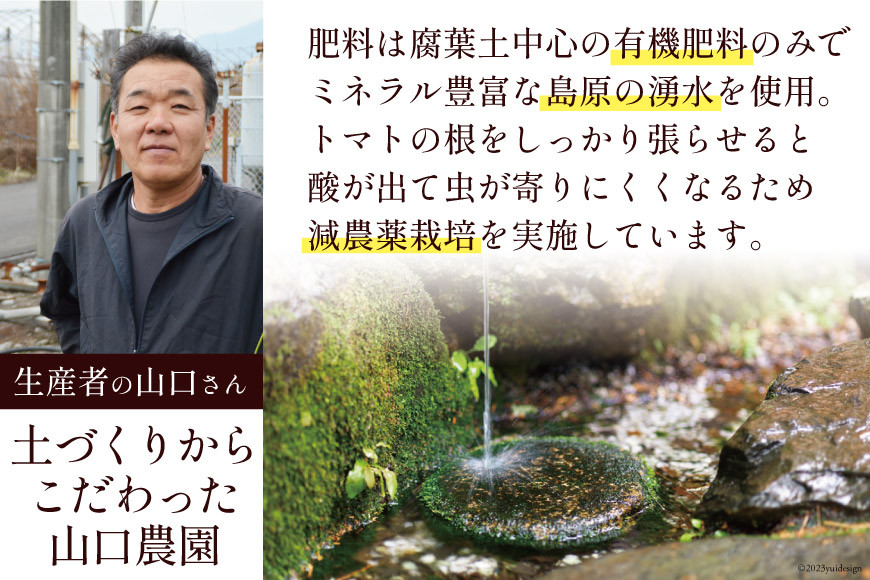 長崎県島原市のふるさと納税 BA001 全国にファンがいる高級フルーツトマト アイコ どっさり！3kg [トマト フルーツトマト 3キロ 山口農園 長崎県 島原市]