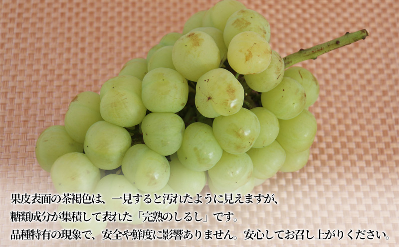 【2026年先行予約】 ぶどう 岡山県産 たたらみねらる 瀬戸ジャイアンツ 1房(約650g) 《2026年9月中旬-10月中旬頃出荷》 葡萄 ブドウ フルーツ 果物 スイーツ 数量限定 期間限定 岡山 里庄町 