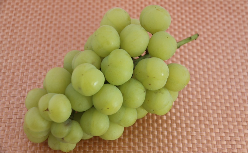 【2026年先行予約】 ぶどう 岡山県産 たたらみねらる 瀬戸ジャイアンツ 1.3kg以上（2房～3房） 《2026年9月中旬-10月中旬頃出荷》 葡萄 ブドウ フルーツ 果物 スイーツ 数量限定 期間限定 岡山 里庄町 