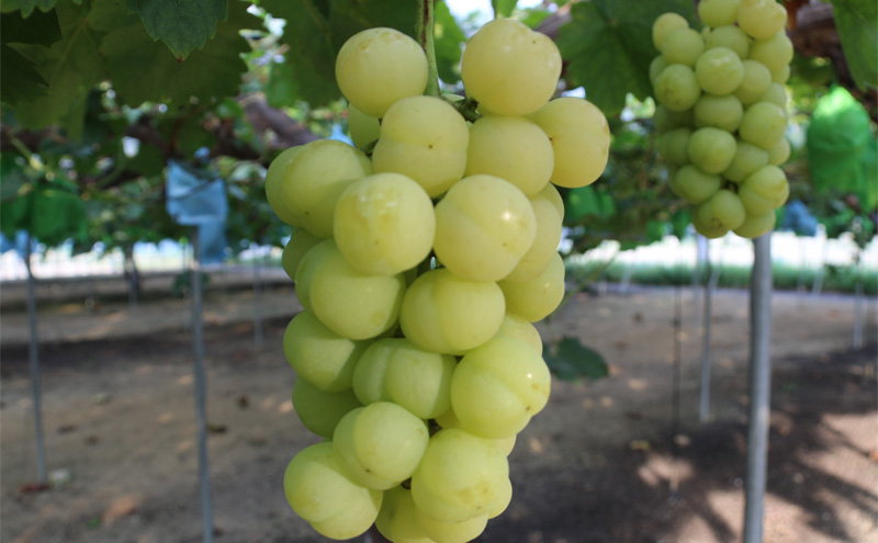 【2026年先行予約】 ぶどう 岡山県産 たたらみねらる 瀬戸ジャイアンツ 1.3kg以上（2房～3房） 《2026年9月中旬-10月中旬頃出荷》 葡萄 ブドウ フルーツ 果物 スイーツ 数量限定 期間限定 岡山 里庄町 