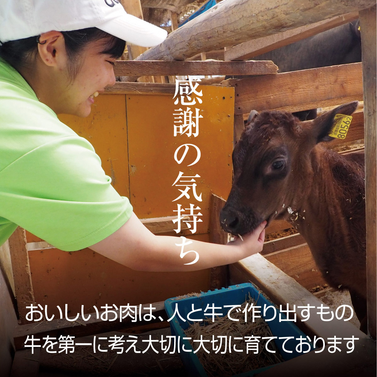 牛肉 京都もり牛 和牛 ホルモン 1kg 小分け 京都府産 国産 国産牛 黒毛和牛 小腸 焼き肉 焼肉 BBQ バーベキュー もつ もつ鍋 鍋 お肉 牛 肉 ブランド ギフト 冷凍 京都 牛肉/ホルモン 