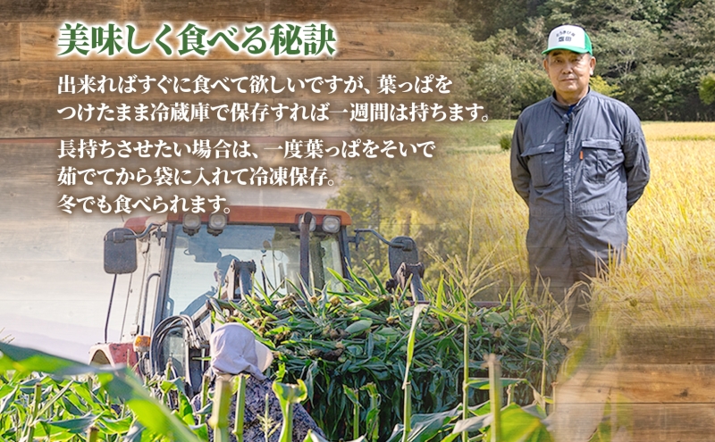北海道産 白い とうもろこし ピュア ホワイト L 10本 8月中旬～下旬お届け 朝採り トウモロコシ コーン 北海道産 甘い ピュアホワイト 新鮮 先行受付 夏 野菜 産地直送 塩田農園 送料無料 北海道 洞爺湖町 