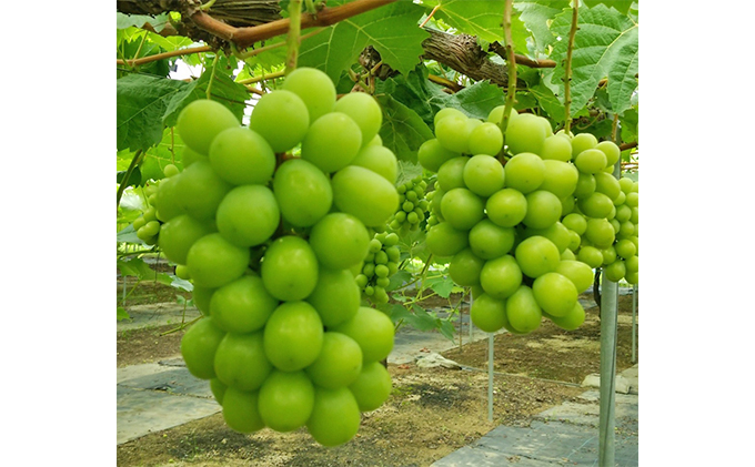 【2026年先行予約】 ぶどう 岡山県産 たたらみねらる シャインマスカット & 瀬戸ジャイアンツ 食べ比べセット 各1房(1房約650g) 《2026年9月中旬-10月中旬頃出荷》 ブドウ フルーツ 果物 数量限定