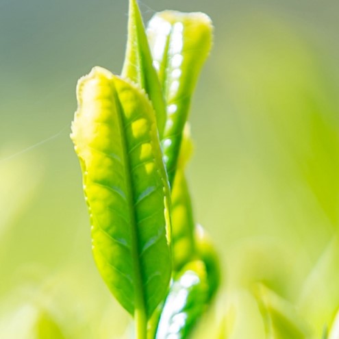 お茶 煎茶 八女茶 100g×2袋 奥八女 星野村 高級 深蒸し 茶 星野茶 緑茶 