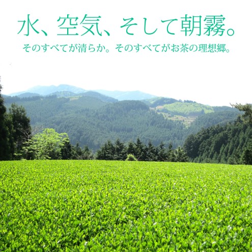 定期便 6ヶ月 お茶 煎茶 八女茶 100g×1袋 奥八女 星野村 高級 深蒸し 茶 星野茶 緑茶 6回 コース お楽しみ 