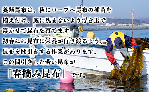 【北海道鹿部町産】白口浜真昆布 春摘み 50g 真昆布 早摘み