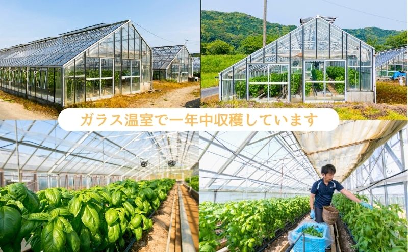 温室野菜 sano 　生バジルソース 料理 イタリア料理 新鮮 香り 温室栽培 無添加 おすすめ 人気 厳選 袋井市 加工食品 食用油 