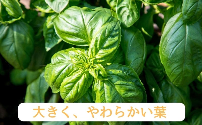 温室野菜 sano 　生バジルソース 料理 イタリア料理 新鮮 香り 温室栽培 無添加 おすすめ 人気 厳選 袋井市 加工食品 食用油 