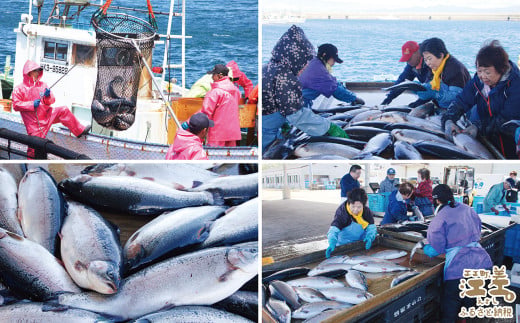 北海道江差町のふるさと納税 北海道産 スモークサーモンと切り身セット ［スモーク100g（50g×2P）&切り身60g×3切れ（個包装）／化粧箱］　王子サーモン　北海道江差産トラウトサーモン　純国産ブランドサーモン『江さしっ子 繁虎』　燻製　鮭切り身　個包装　のし対応可　贈答用　ギフト　お中元　お歳暮　お祝い