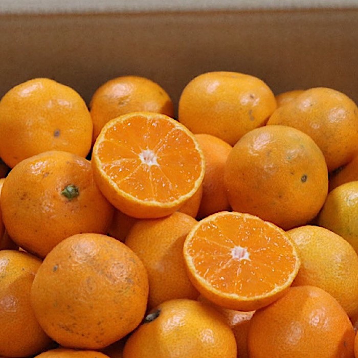 BL6173_【産地直送】和歌山県産 有田みかん 小玉 5kg