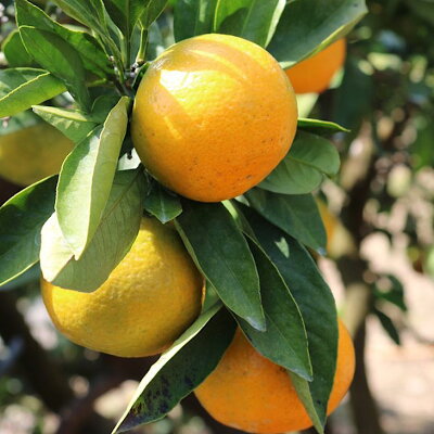 ZE6415_【秀品】有田みかん 和歌山県有田産 2kg (2S～Lサイズ混合) 【まごころ手選別】