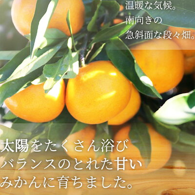 ZE6415_【秀品】有田みかん 和歌山県有田産 2kg (2S～Lサイズ混合) 【まごころ手選別】