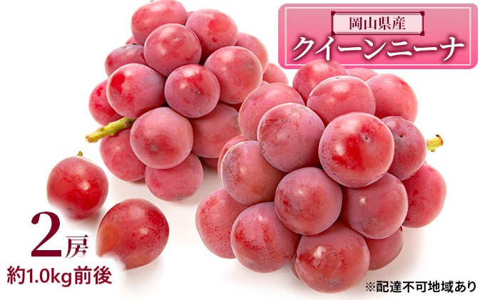 【岡山県瀬戸内市】ぶどう 2026年 先行予約 クイーンニーナ 2房 約1.0kg前後 ブドウ 葡萄  岡山県産 国産 フルーツ 果物 ギフト
