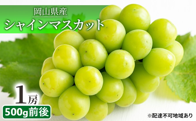 【岡山県瀬戸内市】ぶどう 2025年 先行予約 シャイン マスカット 晴王 1房 500g前後 マスカット ブドウ 葡萄  岡山県産 国産 フルーツ 果物 ギフト