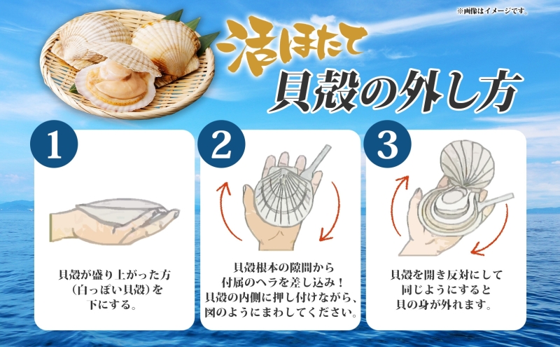 北海道洞爺湖町のふるさと納税 北海道産 活ほたて 2年貝 約 2kg 15枚～22枚 2026年1月中旬～2月上旬頃お届け 殻付き 貝付き 帆立 ホタテ ほたて 貝 魚介 海産 海鮮 貝柱 噴火湾 刺身 焼き フライ 生産者支援 産地直送 送料無料 魚介類 魚貝類