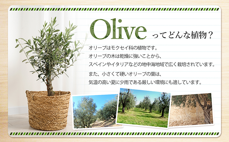 小豆島 】小豆島で育ったオリーブ苗木！ご自宅やお店のシンボルツリー