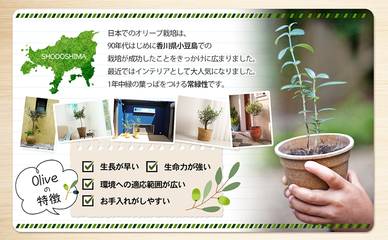 小豆島 】小豆島で育ったオリーブ苗木！ご自宅やお店のシンボルツリー