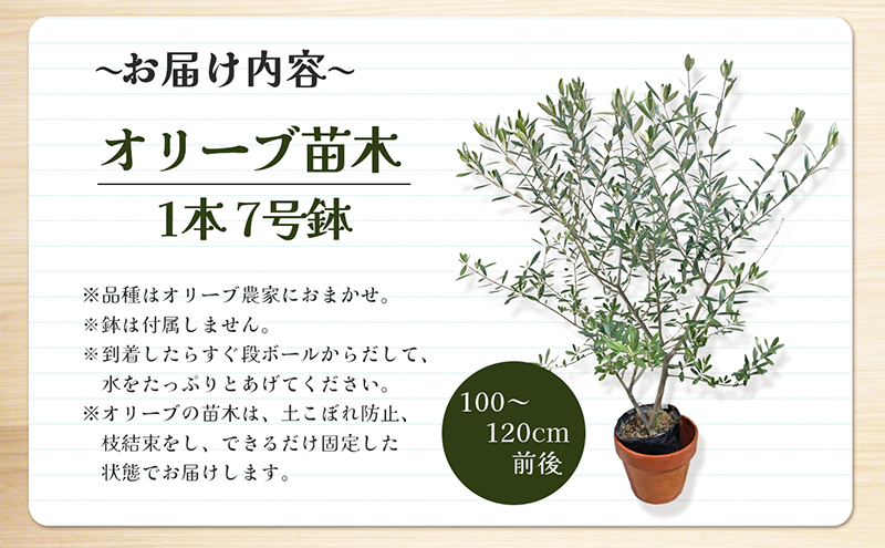 小豆島 】小豆島で育ったオリーブ苗木！ご自宅やお店のシンボルツリー 