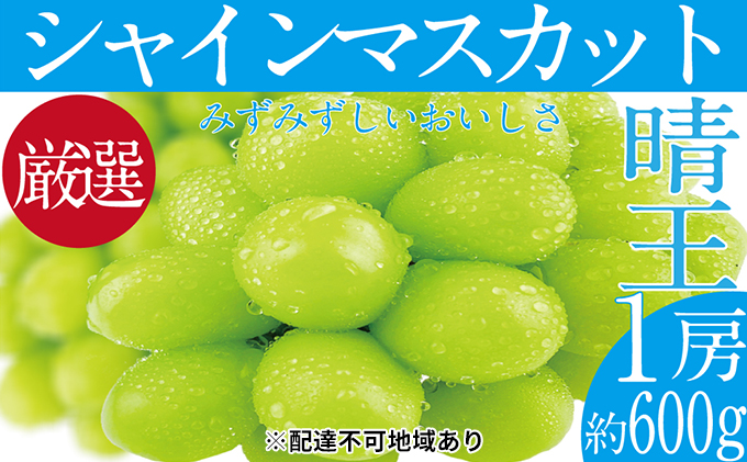 ぶどう 2025年 先行予約 シャイン マスカット 晴王 1房 約600g ブドウ 葡萄  岡山県産 国産 フルーツ 果物 ギフト 
