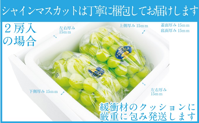ぶどう2026年 先行予約 9月・10月発送 シャイン マスカット 晴王 2房（合計約1kg） ブドウ 葡萄  岡山県産 国産 フルーツ 果物 ギフト 