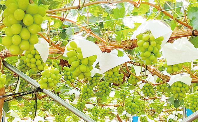 ぶどう2026年 先行予約 9月・10月発送 シャイン マスカット 晴王 2房（合計約1kg） ブドウ 葡萄  岡山県産 国産 フルーツ 果物 ギフト 